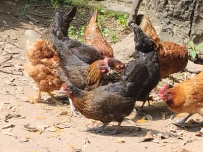 egg dainay wali mix breed misri hens