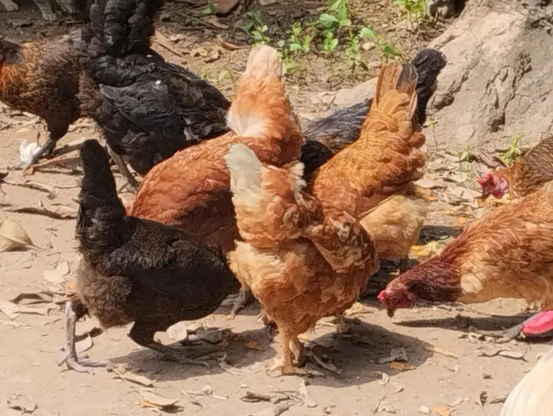 egg dainay wali mix breed misri hens — photo 2