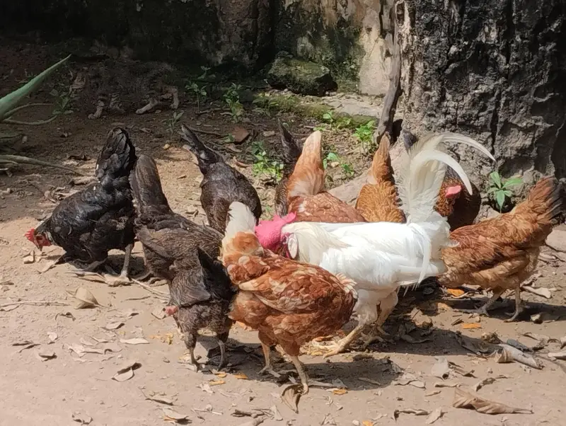 egg dainay wali mix breed misri hens — photo 3