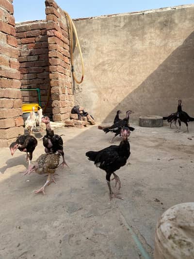 high quality chicken fully guaranteed