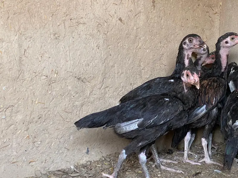 high quality chicken fully guaranteed — photo 2