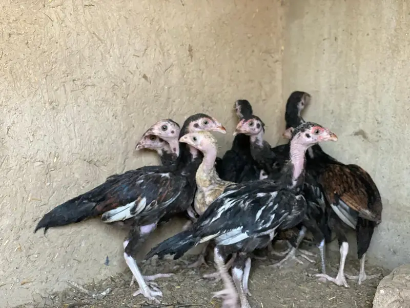 high quality chicken fully guaranteed — photo 3