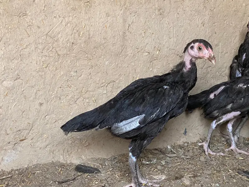 high quality chicken fully guaranteed — photo 4