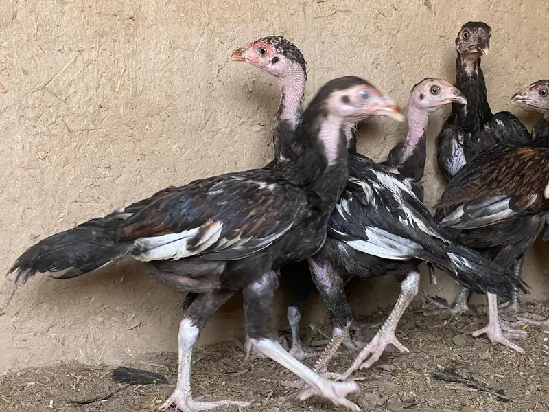 high quality chicken fully guaranteed — photo 7