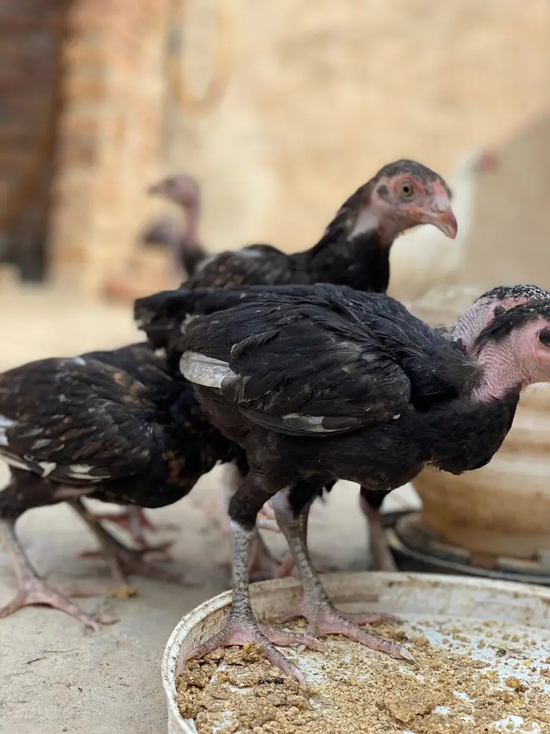 high quality chicken fully guaranteed — photo 8