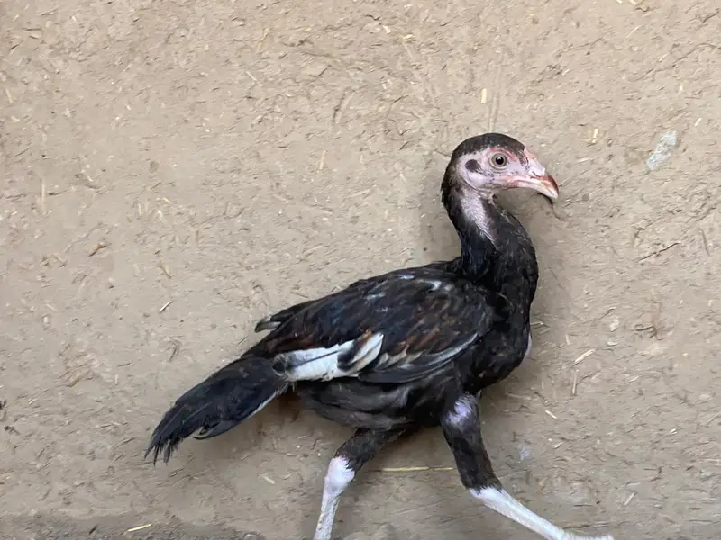 high quality chicken fully guaranteed — photo 9