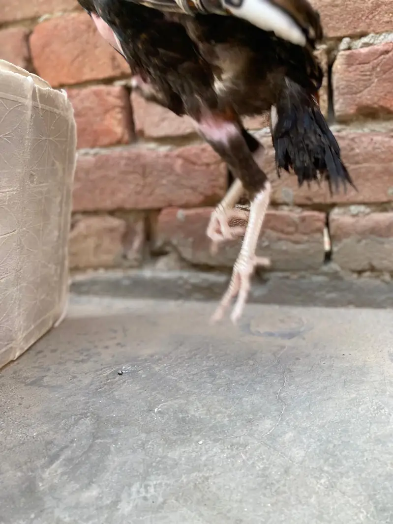 high quality chicken fully guaranteed — photo 10