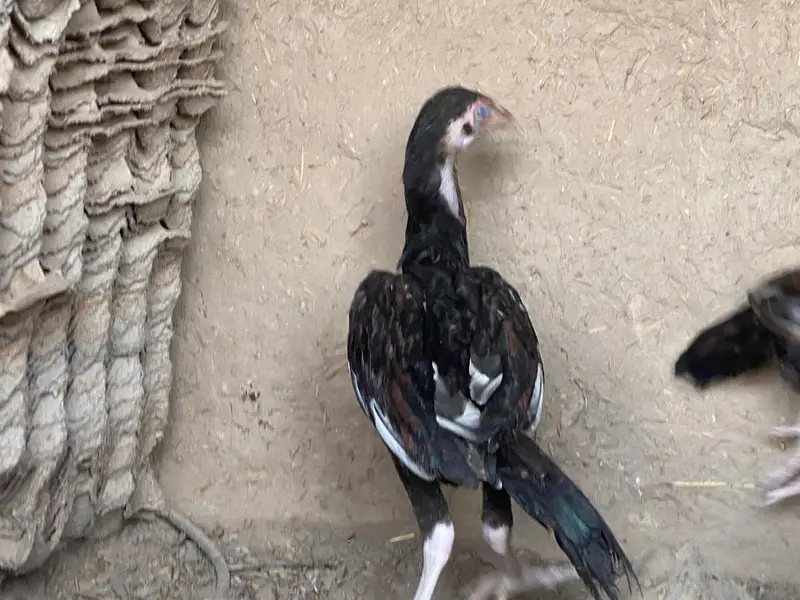 high quality chicken fully guaranteed — photo 11