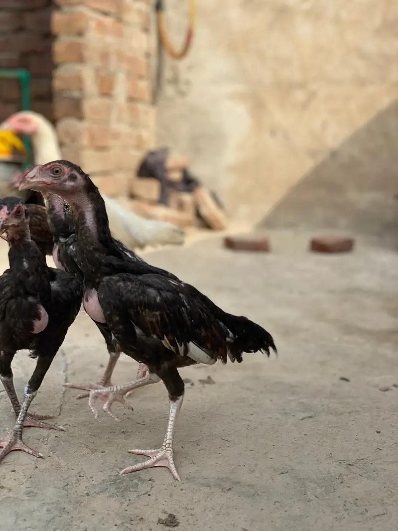 high quality chicken fully guaranteed — photo 12