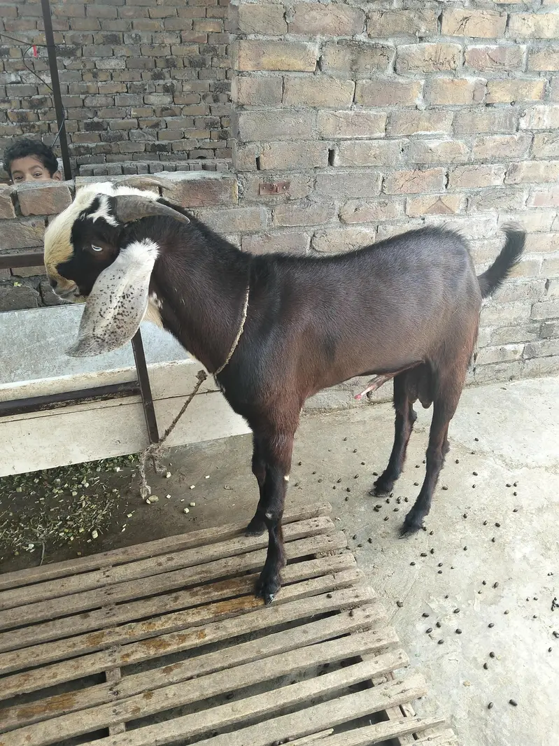arjnt sale Karni hai