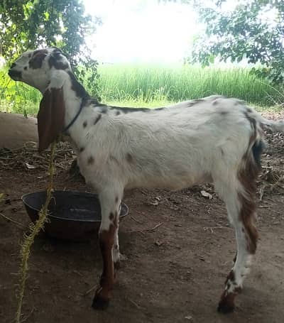 Desi Bakri / Path / Female goat  for sale