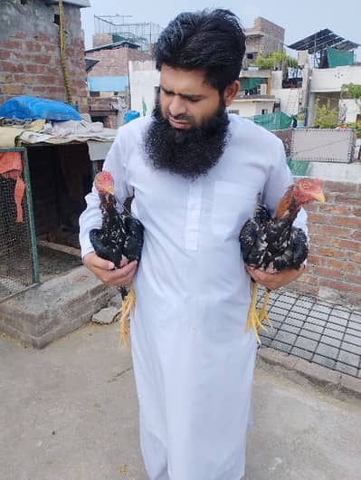imported Aseel  for sale