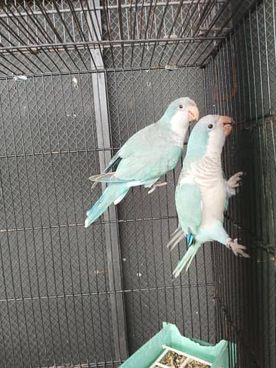 monk pair DNA yellow ring nack bredar female raw breedar female