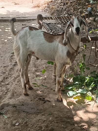 Goat male