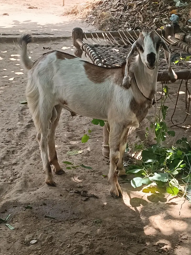 Beetal Bakra l Bakra l got for sell