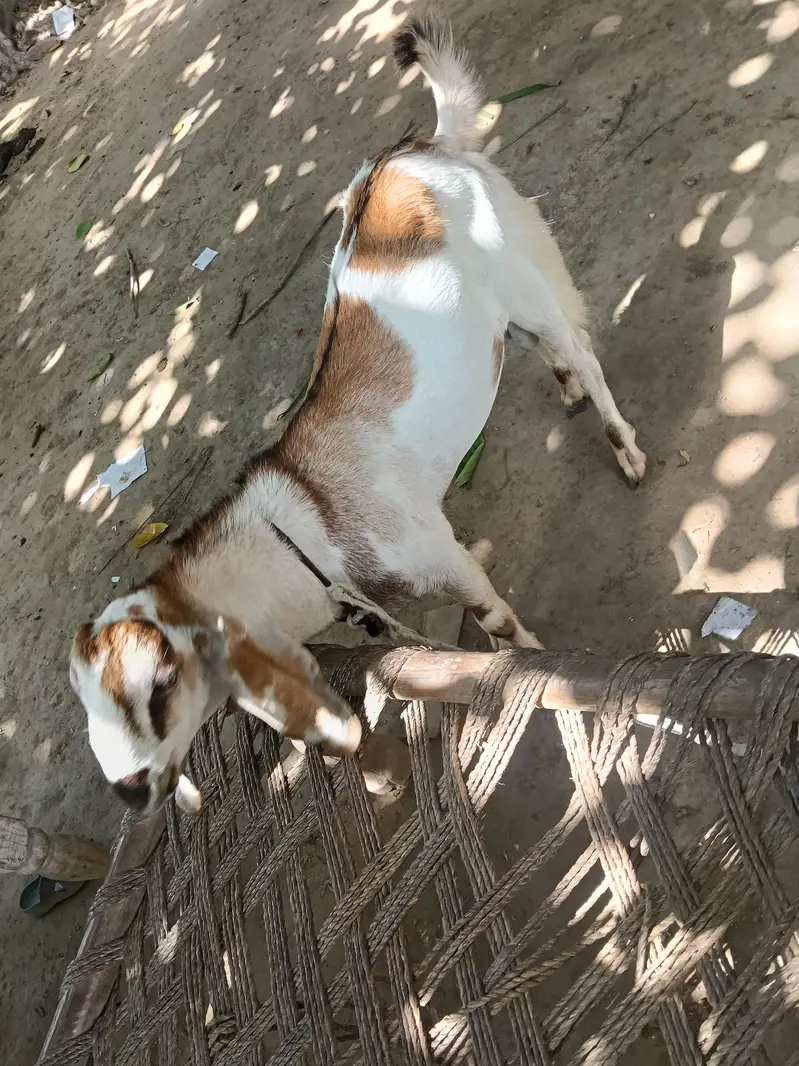 Beetal Bakra l Bakra l got for sell — photo 2