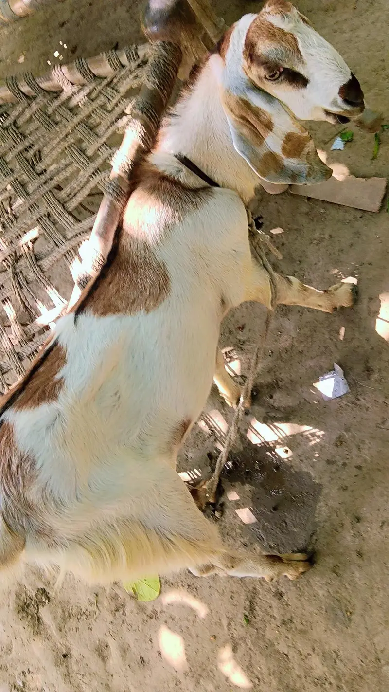 Beetal Bakra l Bakra l got for sell — photo 3