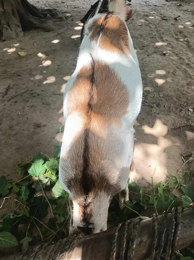 Beetal Bakra l Bakra l got for sell — photo 4