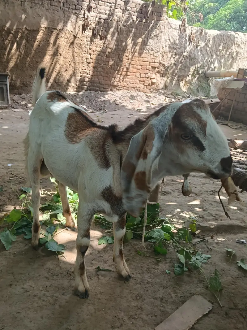 Beetal Bakra l Bakra l got for sell — photo 5