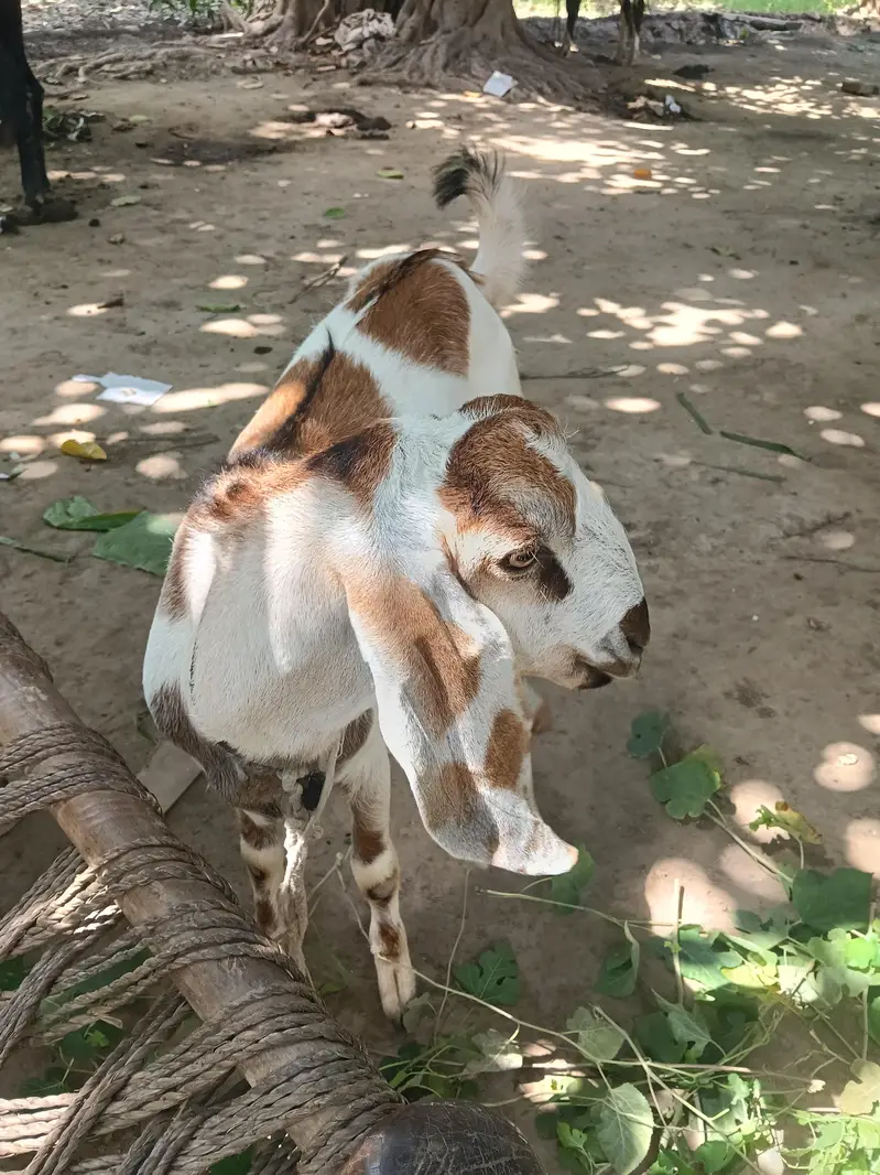 Beetal Bakra l Bakra l got for sell — photo 6