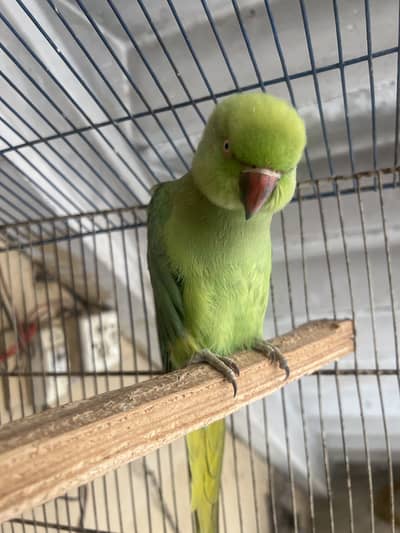 Green neck female for sale