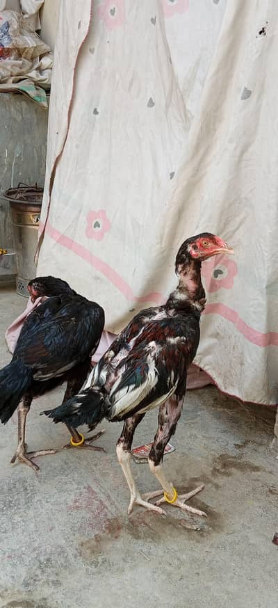 original sahiwal pair