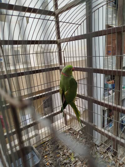 Ringneck parrot