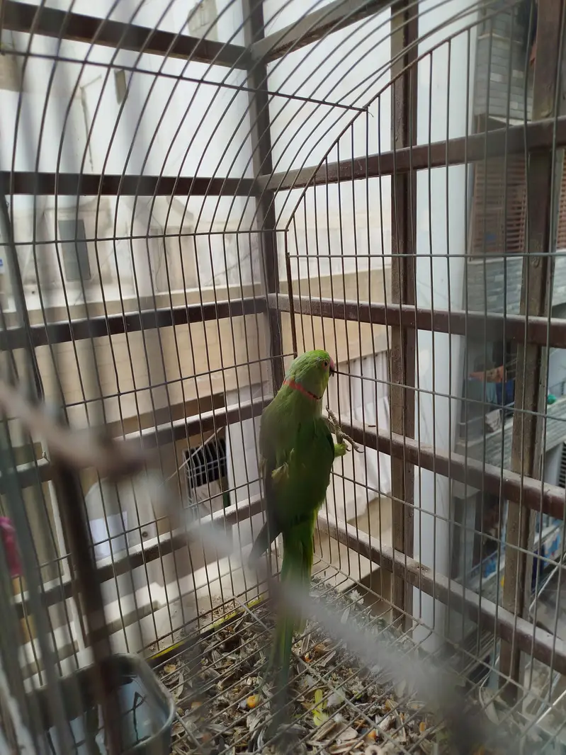 Ringneck parrot — photo 2