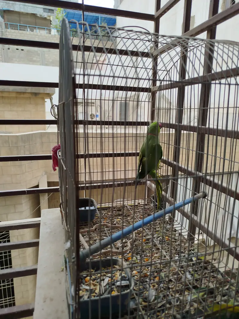 Ringneck parrot — photo 3