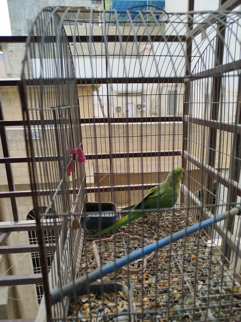 Ringneck parrot — photo 4