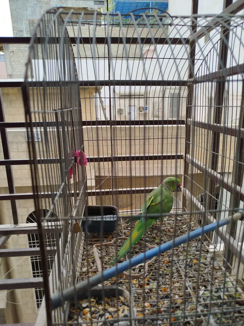 Ringneck parrot — photo 5