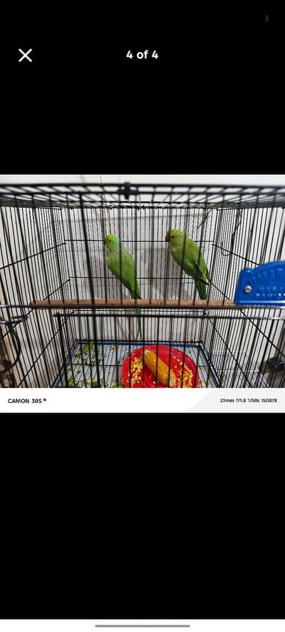 ringneck hain male female hain