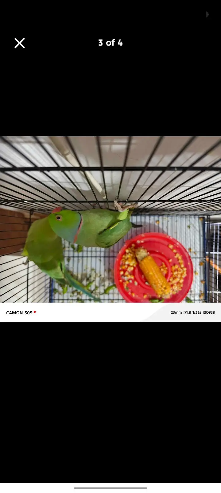 ringneck hain male female hain — photo 2