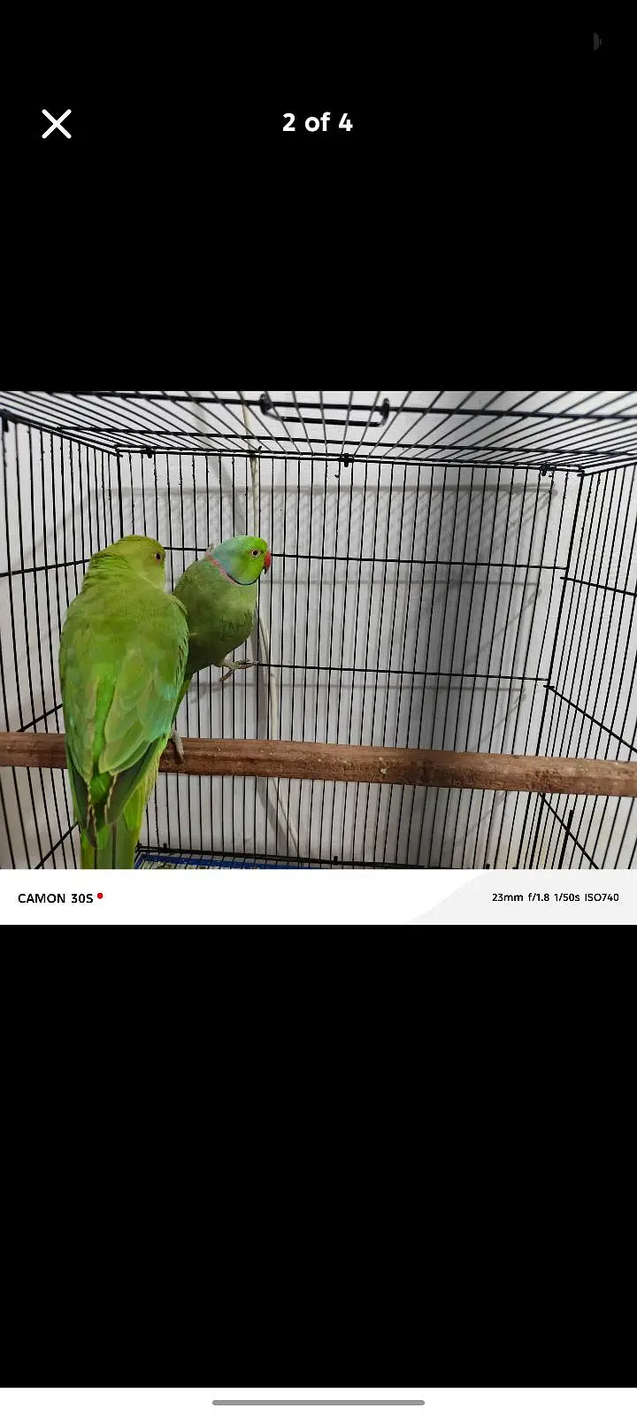 ringneck hain male female hain — photo 3