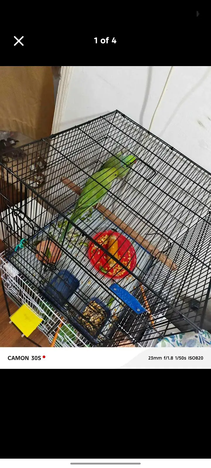 ringneck hain male female hain — photo 4