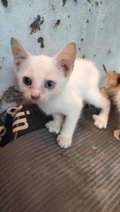 catstwo