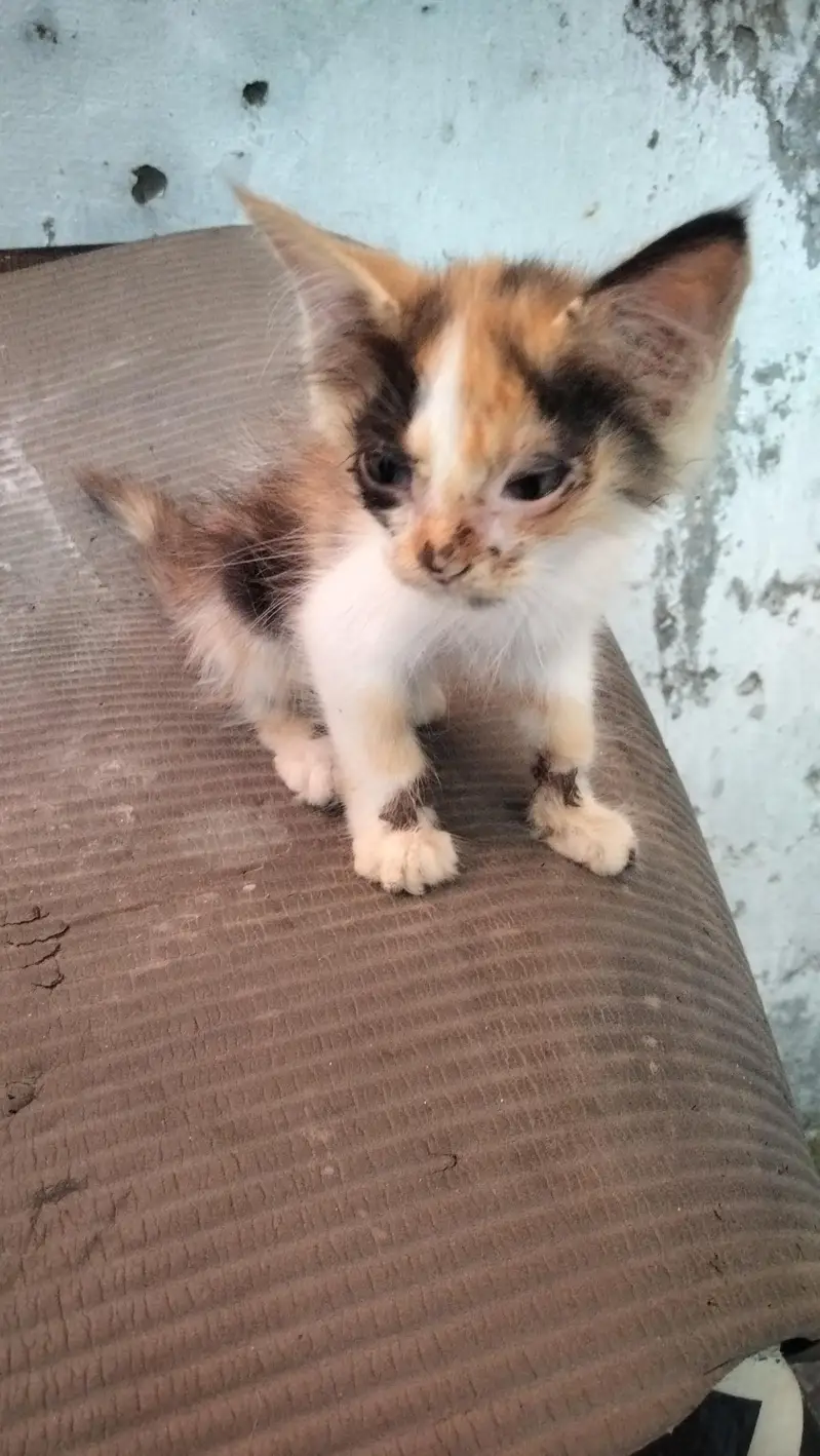 catstwo — photo 2