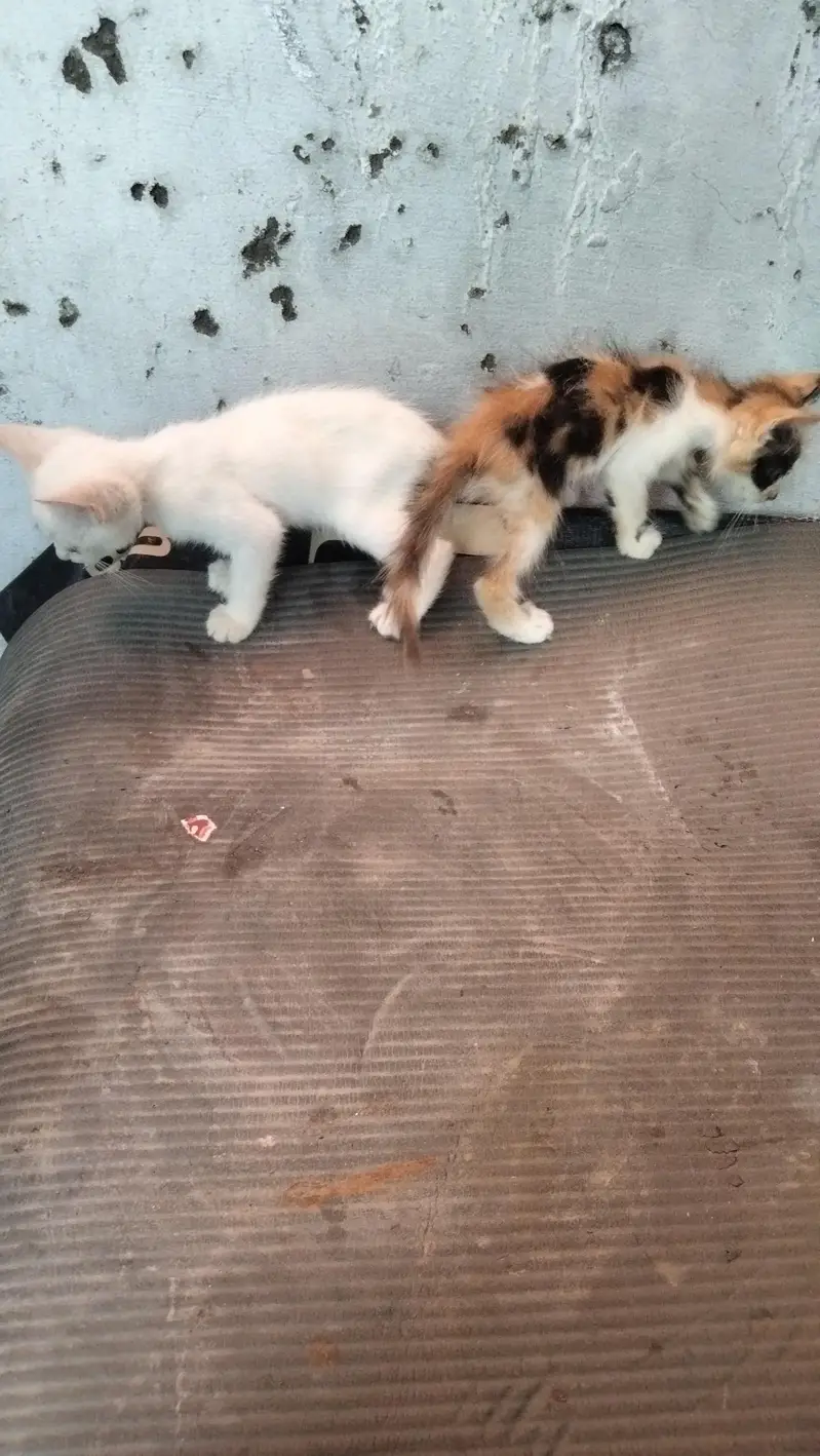 catstwo — photo 4