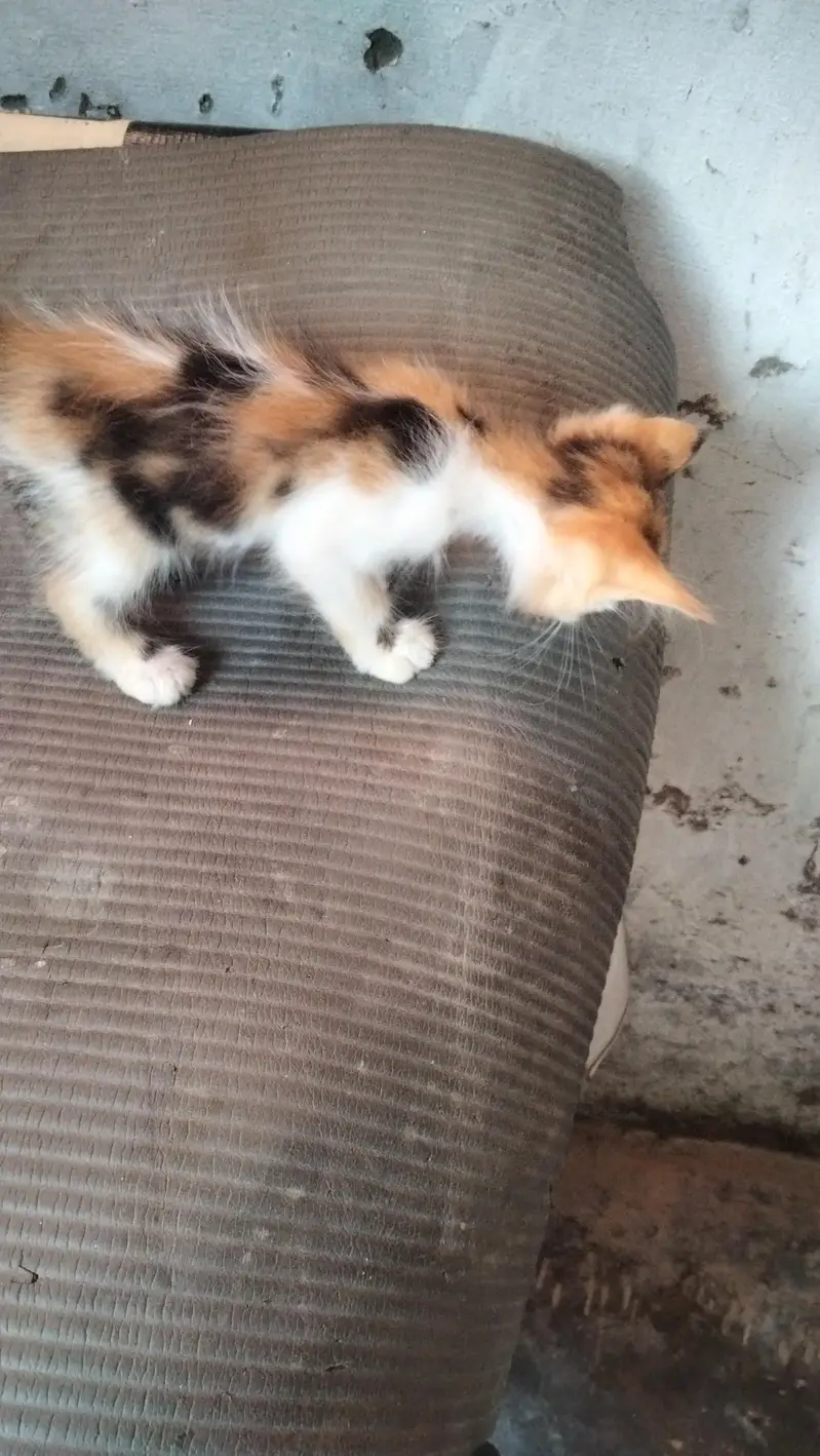 catstwo — photo 5