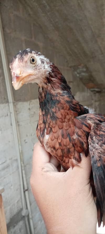 chick for sale