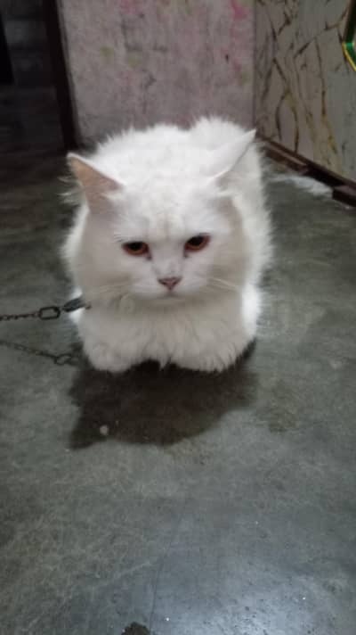 I'm selling my cat