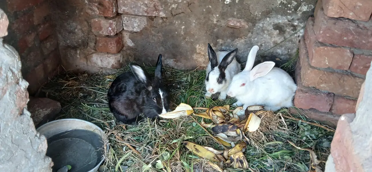 red eyes , black  eyes  pair Rabbits