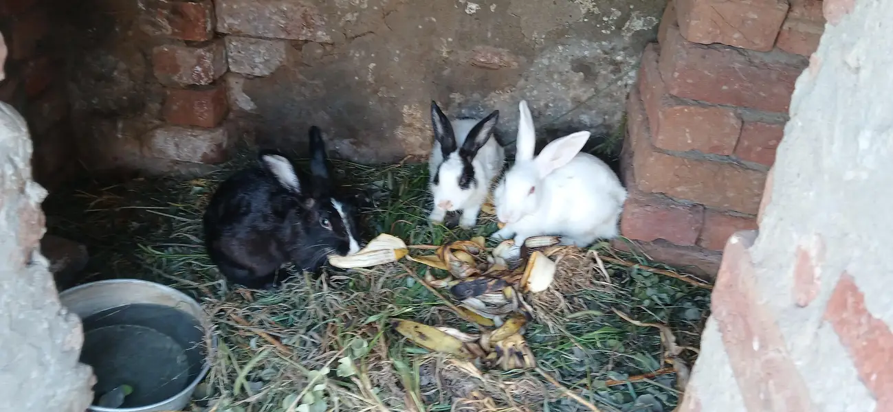 red eyes , black  eyes  pair Rabbits — photo 2