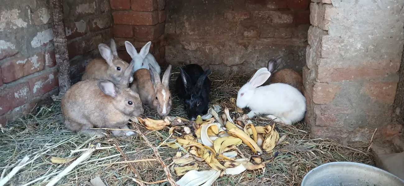red eyes , black  eyes  pair Rabbits — photo 3