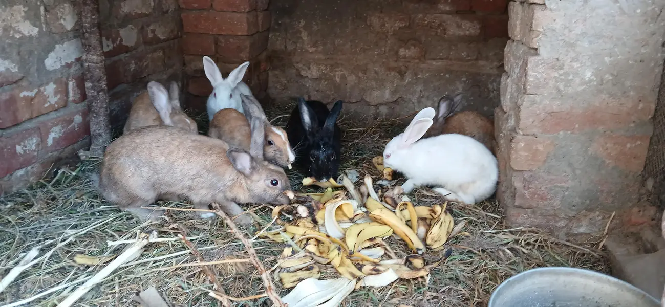 red eyes , black  eyes  pair Rabbits — photo 4