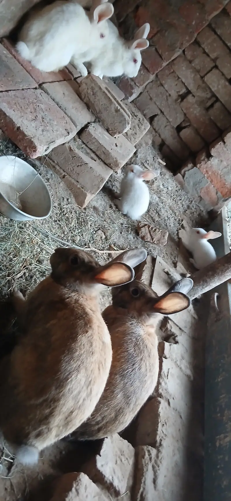 red eyes , black  eyes  pair Rabbits — photo 5