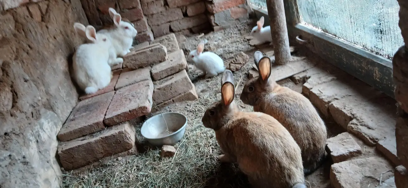 red eyes , black  eyes  pair Rabbits — photo 6
