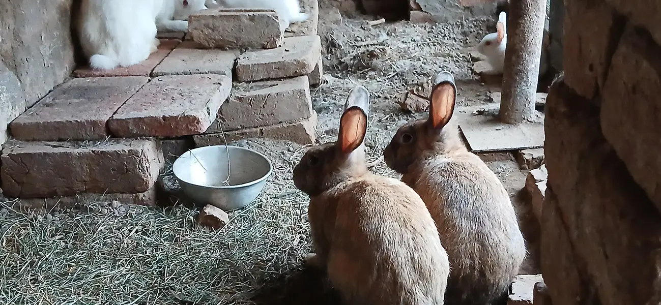 red eyes , black  eyes  pair Rabbits — photo 7