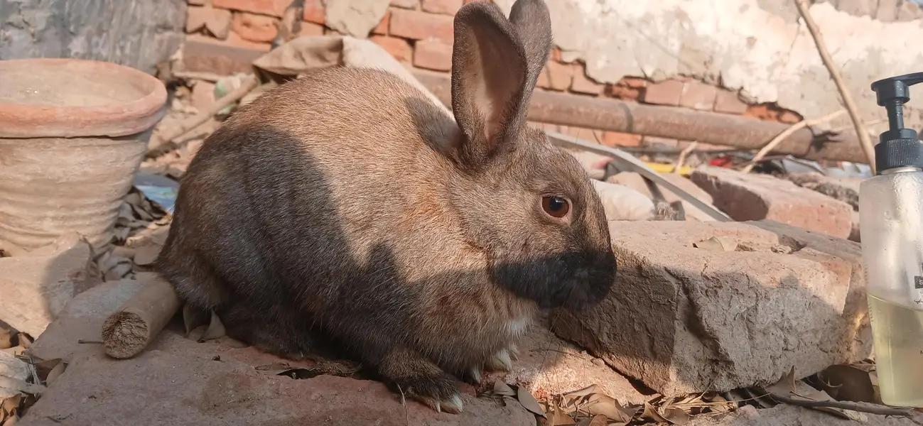 red eyes , black  eyes  pair Rabbits — photo 8
