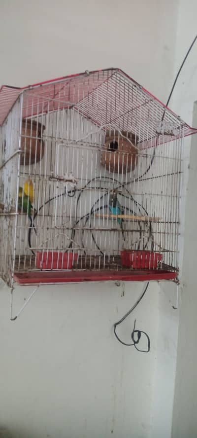 Australian parrot with cage